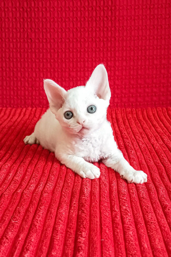 Adorable White Devon Rex Kitten named Isabel ready to bring joy to your home