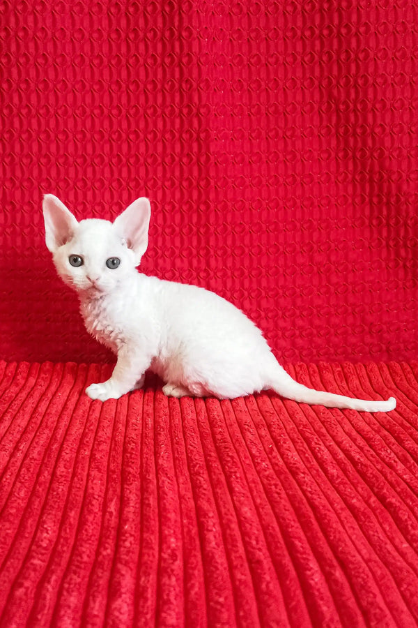 Adorable White Devon Rex Kitten named Isabel ready for a new home and cuddles