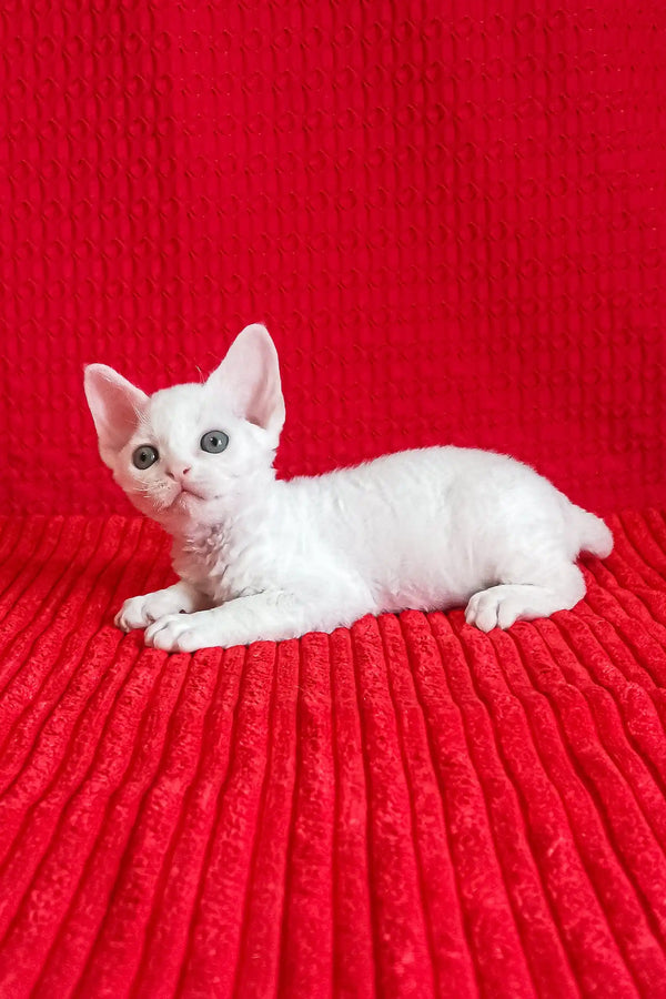 White Devon Rex kitten named Isabel looking adorable and playful