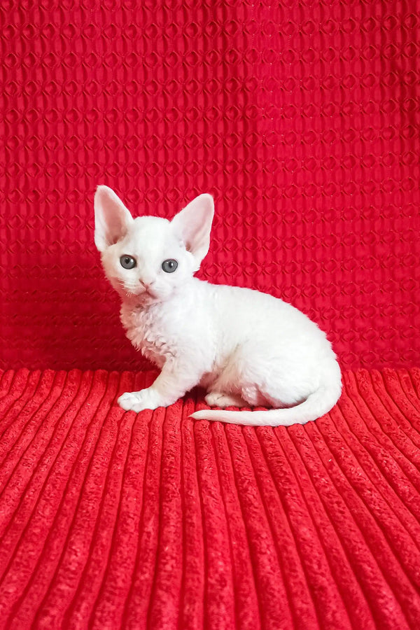 Adorable White Devon Rex Kitten from the Isabel collection, purr-fect companion!