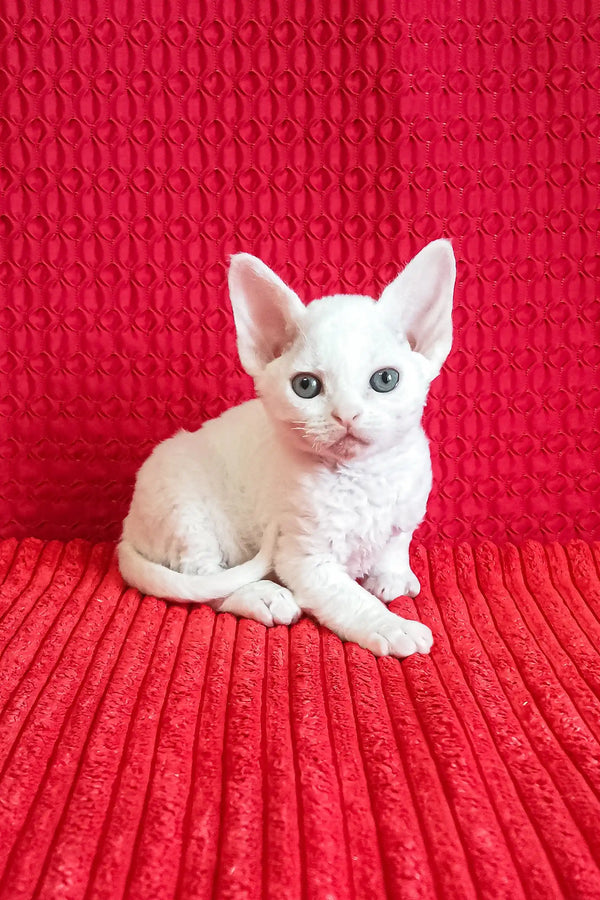Adorable White Devon Rex Kitten named Isabel ready for cuddles and love