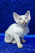 Isabella | devon rex kitten