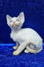Isabella | devon rex kitten