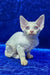 Isabella | devon rex kitten