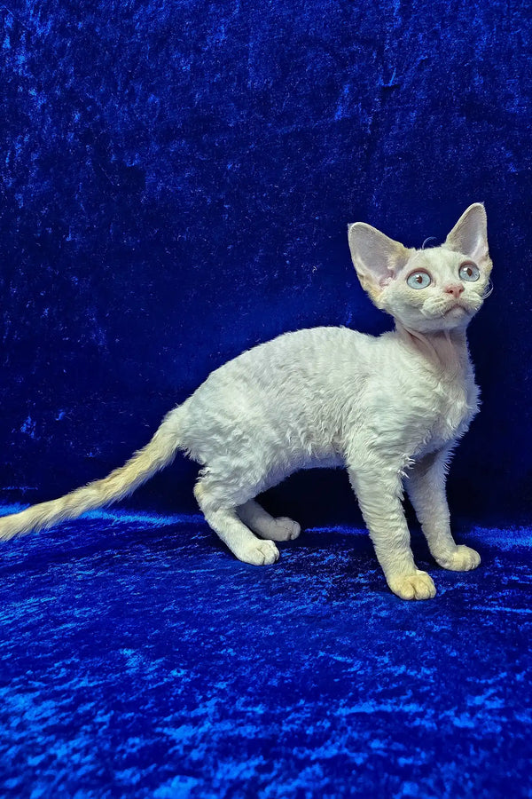 Isabella | devon rex kitten