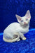Isabella | devon rex kitten