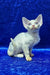 Isabella | devon rex kitten