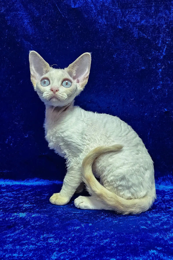 Isabella | devon rex kitten
