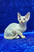 Isabella | devon rex kitten