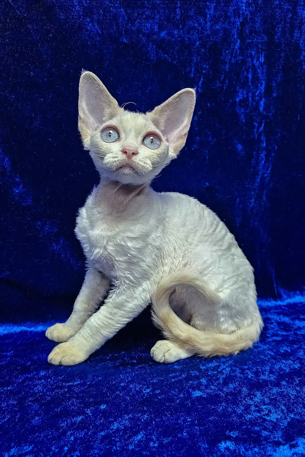 Isabella | devon rex kitten