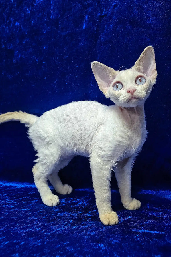 Isabella | devon rex kitten