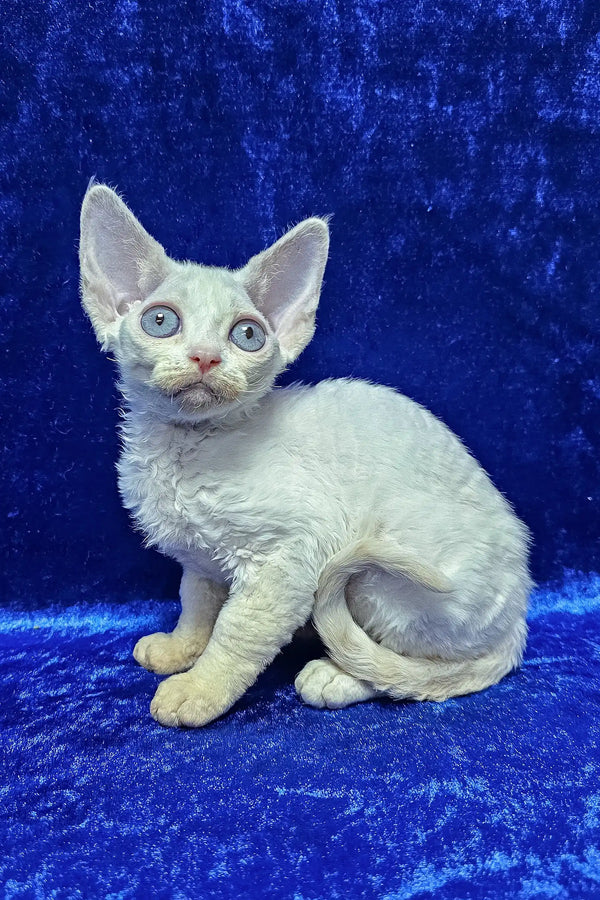 Isabella | devon rex kitten
