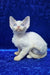 Isabella | devon rex kitten