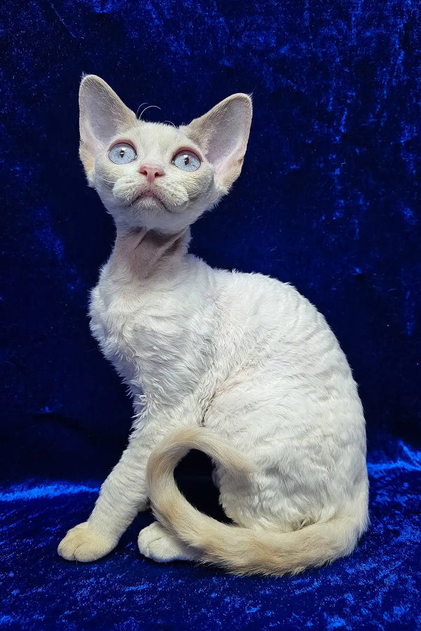 Adopt Isabella the Adorable Devon Rex Kitten
