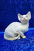Isabella | devon rex kitten