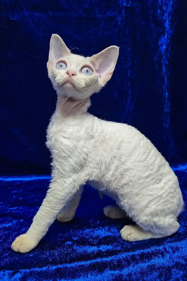 Isabella | devon rex kitten