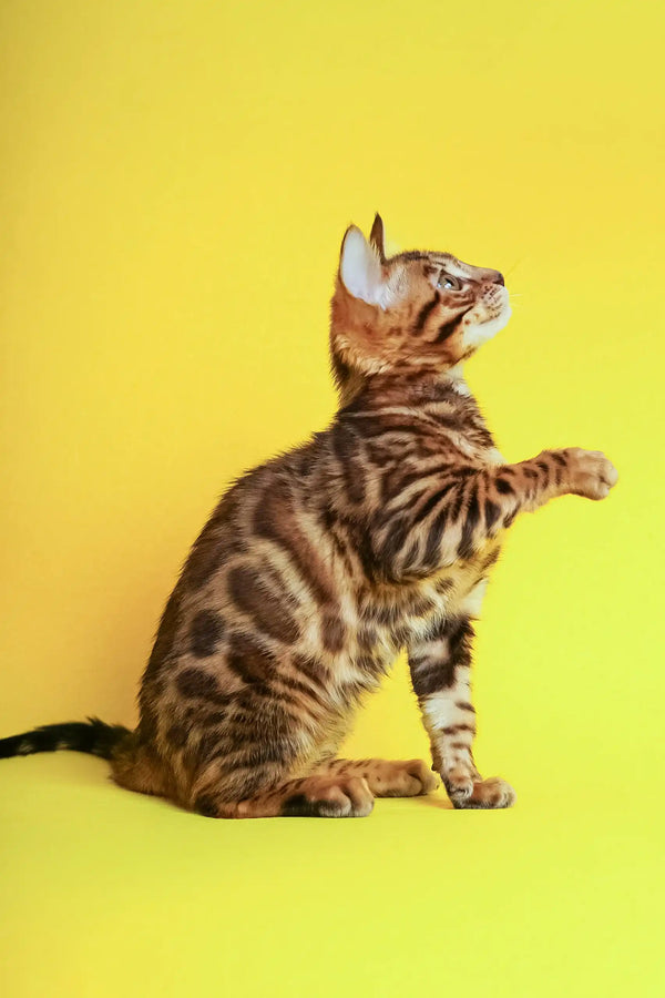 Isabelle | bengal kitten