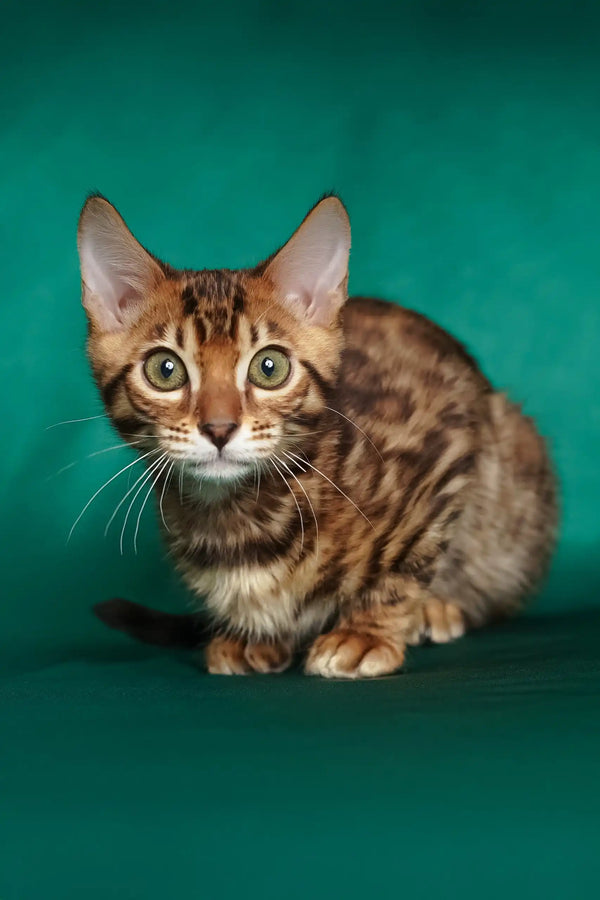 Isabelle | bengal kitten