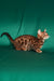Isabelle | bengal kitten