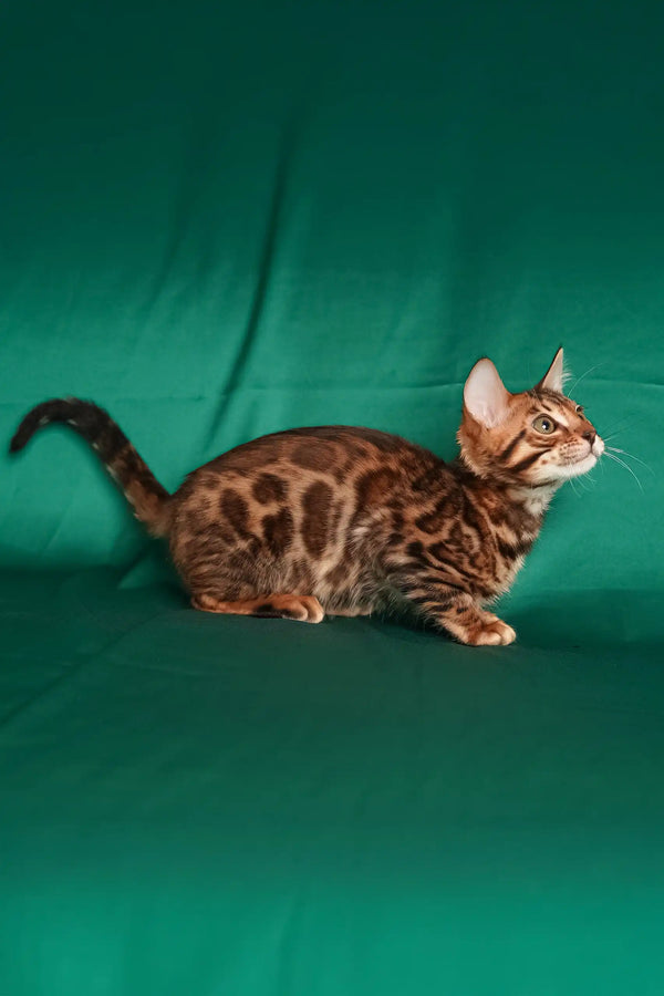 Isabelle | bengal kitten