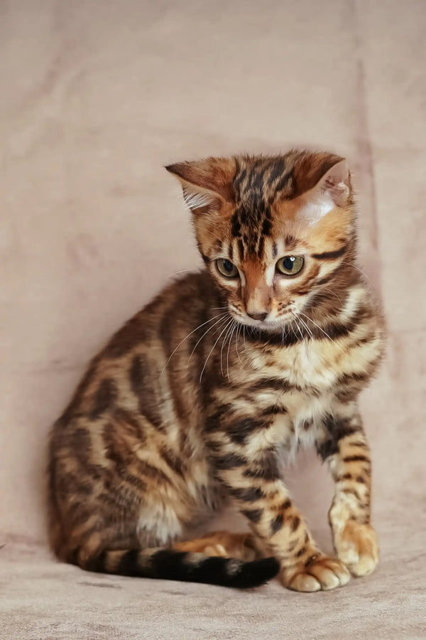 Isabelle | bengal kitten