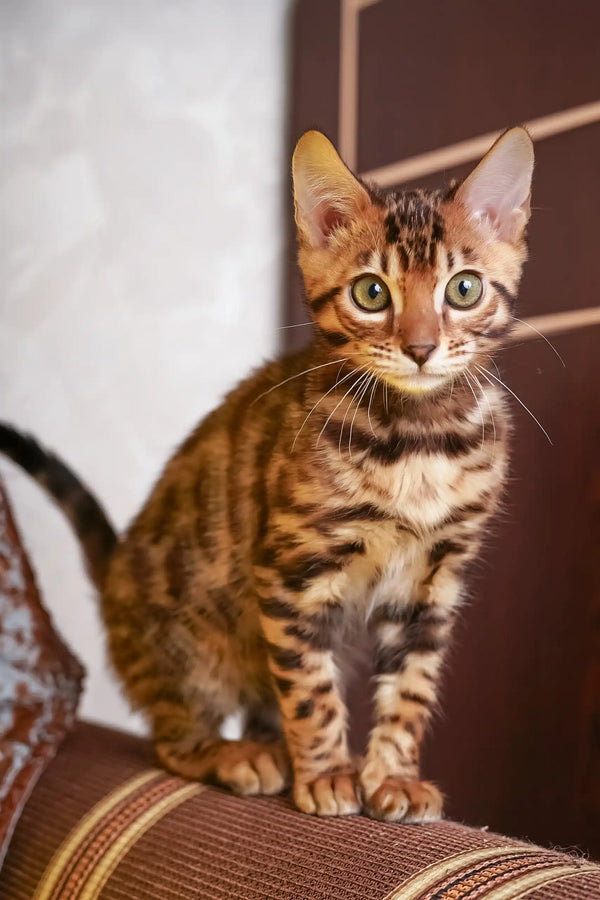 Isabelle | bengal kitten