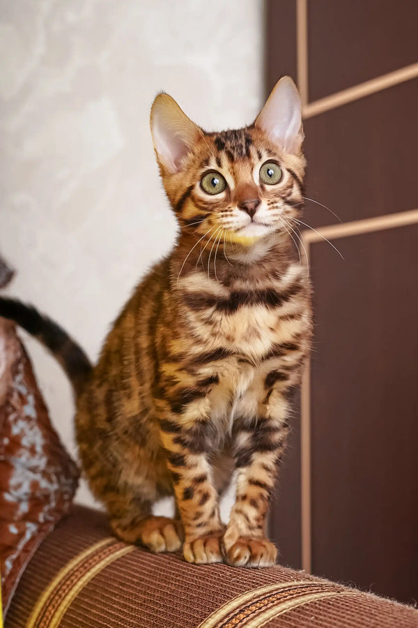 Isabelle | bengal kitten