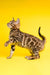 Isabelle | bengal kitten