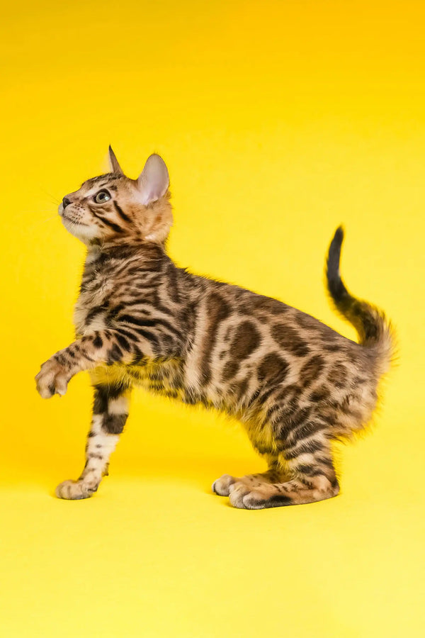 Isabelle | bengal kitten