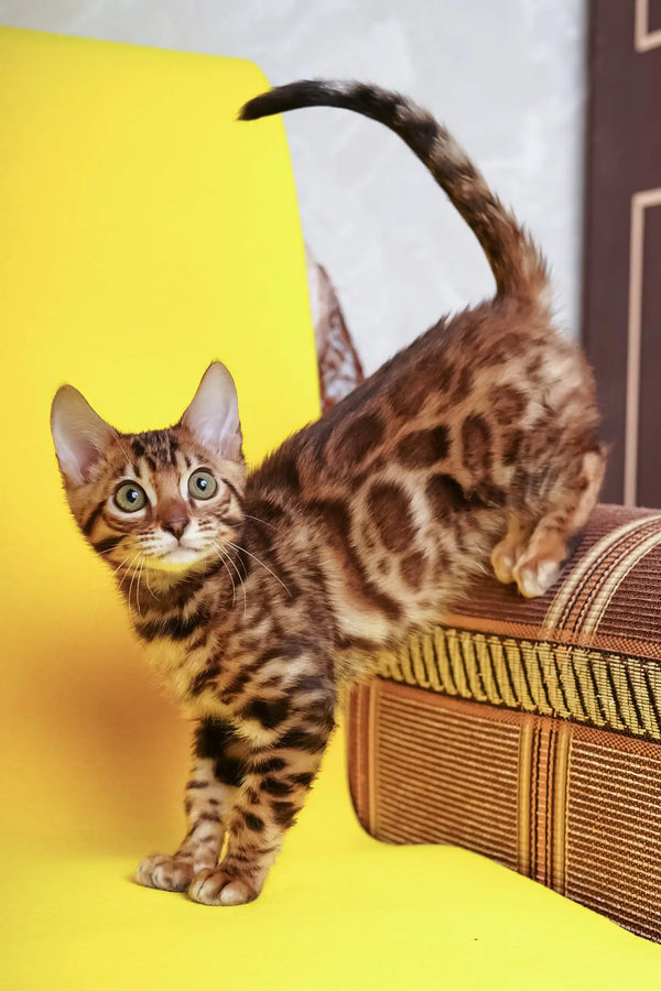 Isabelle | bengal kitten