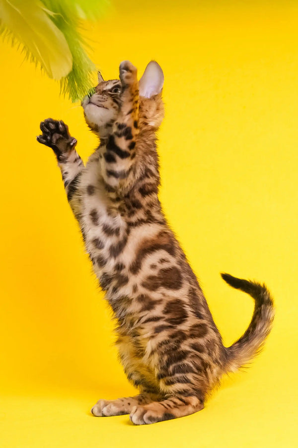 Isabelle | bengal kitten