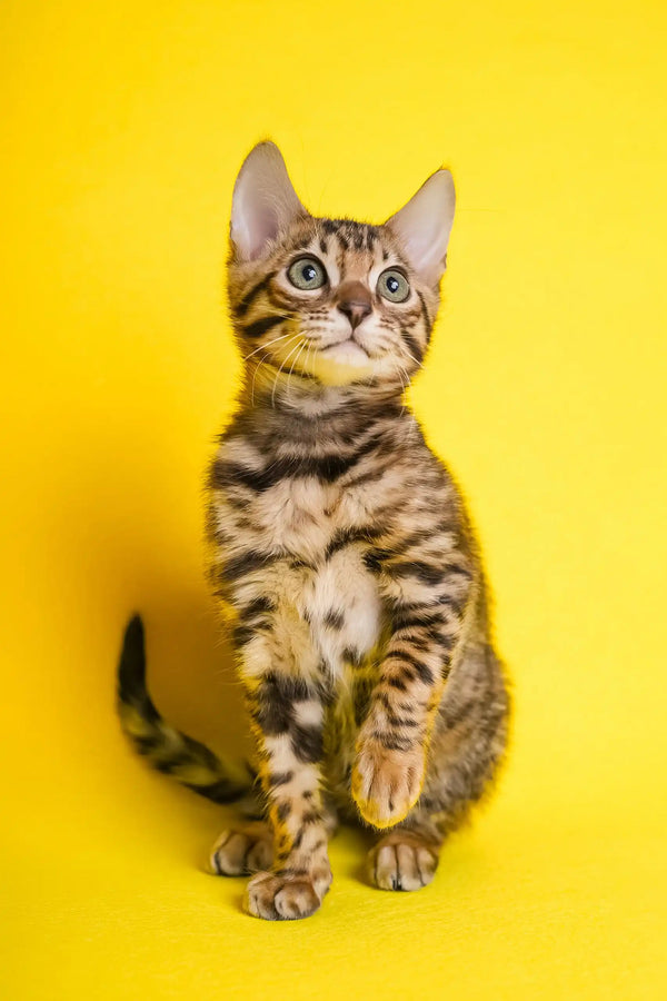Isabelle | bengal kitten