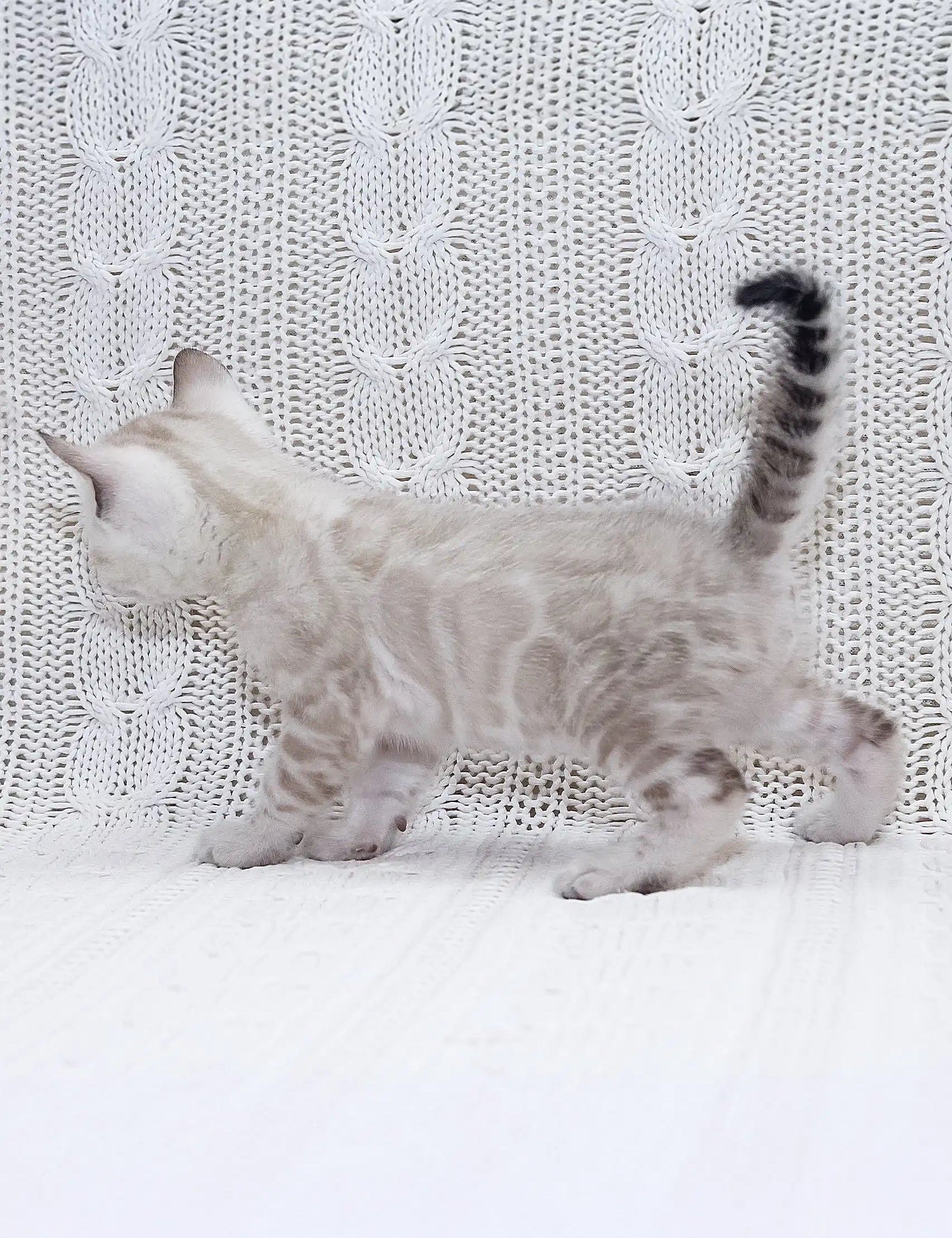 Cute Silver Bengal Kitten from the Isberg Bengal Kitten collection