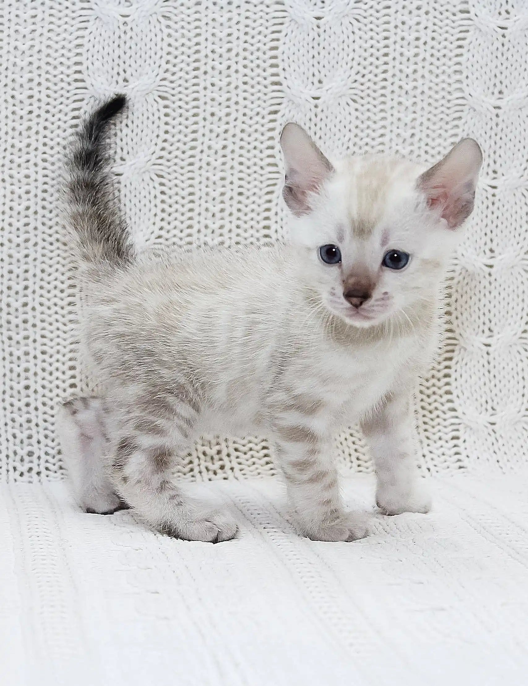 Cute spotted white kitten from Isberg Bengal Kitten collection showing off its charm