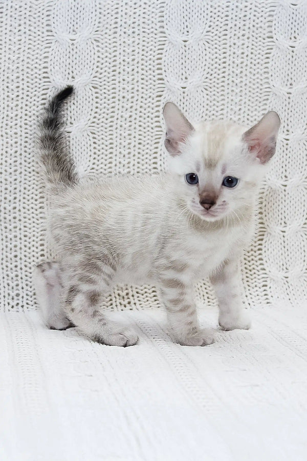 Cute spotted white kitten from Isberg Bengal Kitten collection showing off its charm