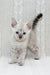 Cute spotted white and gray kitten from Isberg Bengal Kitten collection