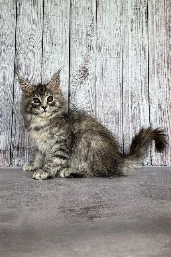 Fluffy gray tabby Maine Coon kitten with long fur and alert eyes ready for a new home