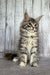 Fluffy gray tabby Maine Coon kitten with alert green eyes and perky ears