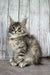 Fluffy gray tabby Maine Coon kitten with big ears and bright, alert eyes