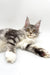 Gray and white Maine Coon kitten Isla relaxing with paws stretched out like a silver tabby