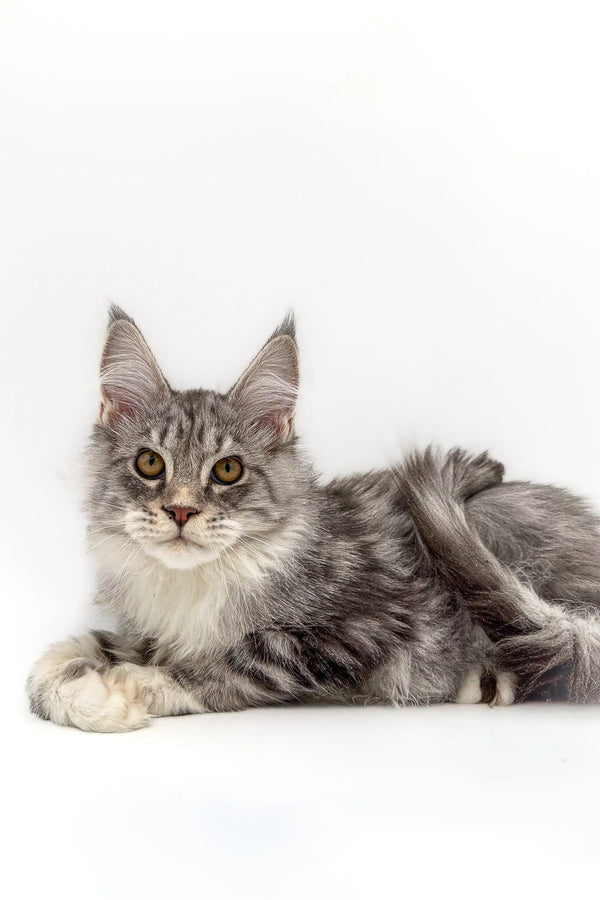 Gray and white Maine Coon kitten with ear tufts and fluffy coat, perfect for cat lovers