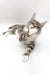 Gray and white striped Maine Coon kitten stretching and yawning, adorable silver tabby cutie