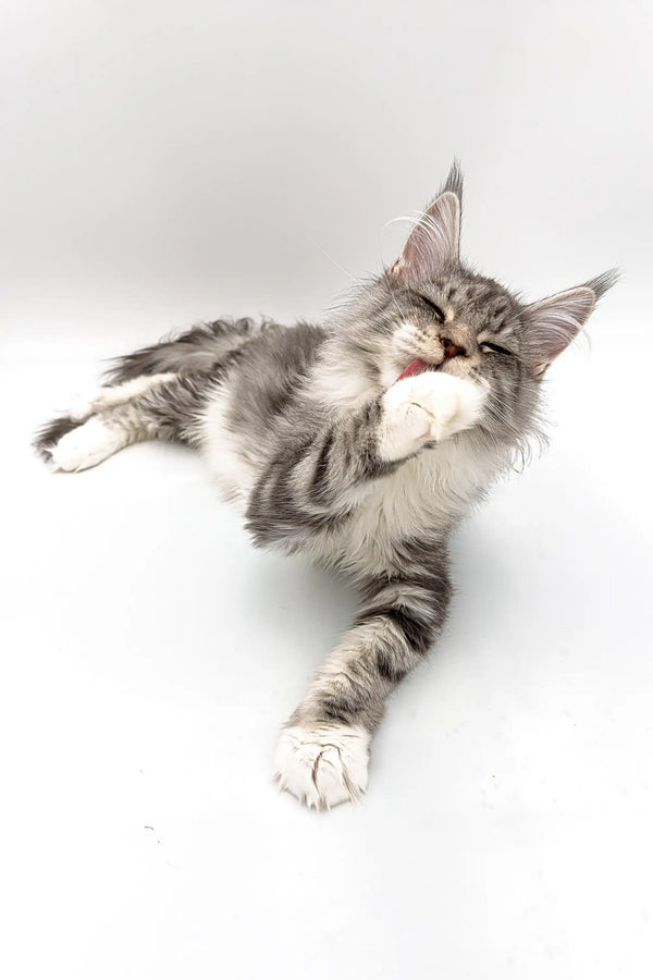 Gray and white striped Maine Coon kitten stretching and yawning, adorable silver tabby cutie