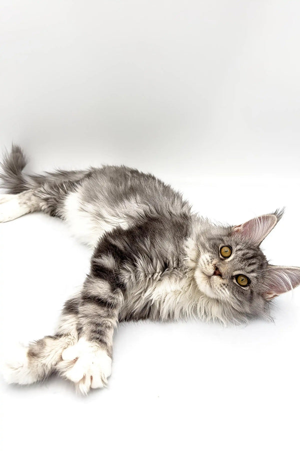 Fluffy gray and white Maine Coon kitten lounging on its side, looking adorable