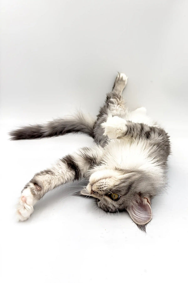 Gray and white Maine Coon kitten lying on back in a playful pose