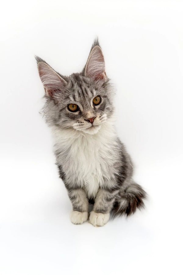 Maine Coon kitten Isla with silver tabby fur and an alert expression