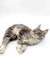 Long-haired Maine Coon kitten, silver tabby, lounging on its side with paws outstretched
