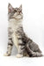 Gray and white tabby Maine Coon kitten named Isla sitting alert and cute