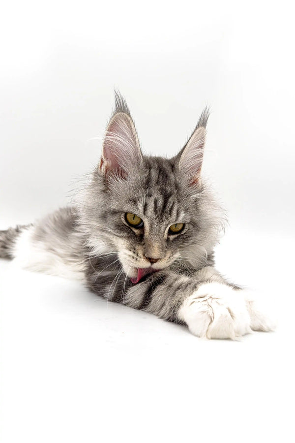 Cute Maine Coon kitten with silver tabby coat and tufted ears ready for adoption