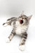 Yawning gray and white Maine Coon kitten lying on back, cute silver tabby vibes
